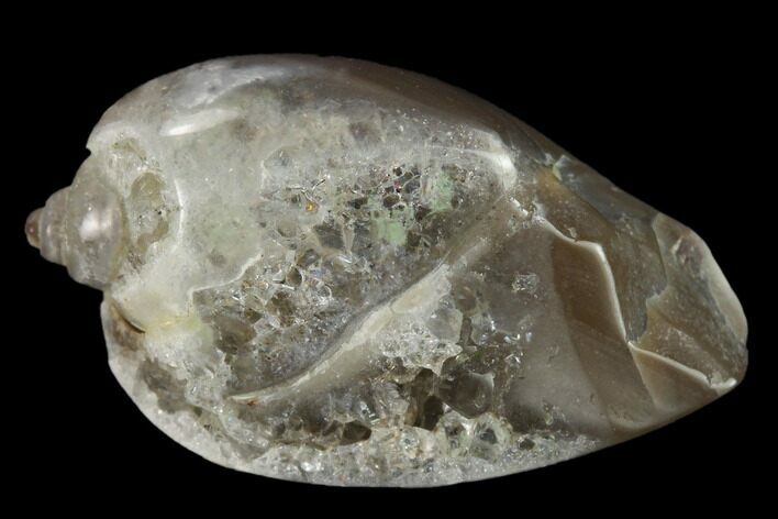 Polished, Chalcedony Replaced Gastropod Fossil - India #133518